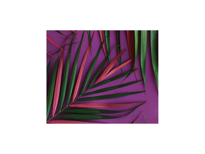 【その他のブランド/Other】のBotanic Palm Pink / ボタニック ピンクパーム レクタングルM インテリア・キッズ・メンズ・レディースファッション・服の通販 founy(ファウニー) https://founy.com/ 送料無料 Free Shipping 軽量 Lightweight, Ultra Light |ID: prp329100004945757 ipo3291000000037120831