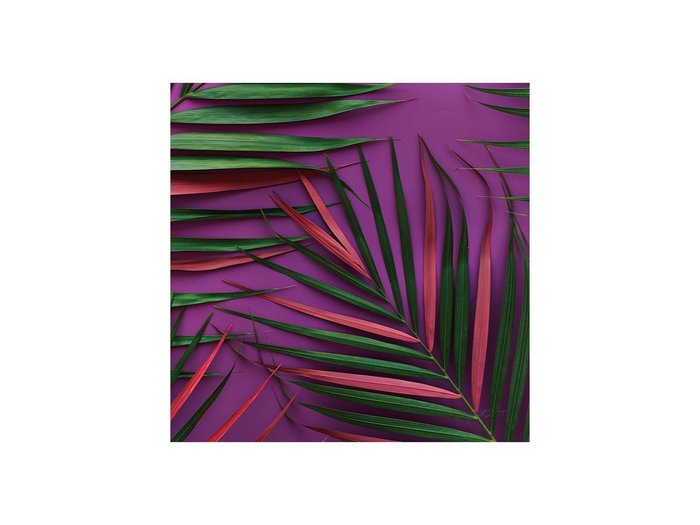 【その他のブランド/Other】のBotanic Palm Pink / ボタニック ピンクパーム スクエア インテリア・キッズ・メンズ・レディースファッション・服の通販 founy(ファウニー) https://founy.com/ 送料無料 Free Shipping スクエア Square, Square Shape 軽量 Lightweight, Ultra Light |ID: prp329100004945758 ipo3291000000037120838