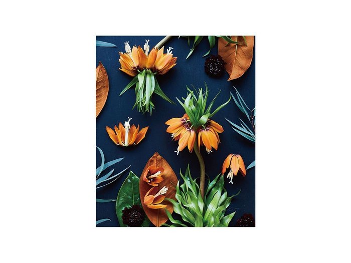 【その他のブランド/Other】のBotanic Fritillaria / ボタニック フリチラリア レクタングルM インテリア・キッズ・メンズ・レディースファッション・服の通販 founy(ファウニー) https://founy.com/ 送料無料 Free Shipping オレンジ Orange フラワー Flower, Floral 軽量 Lightweight, Ultra Light |ID: prp329100004945769 ipo3291000000037120912