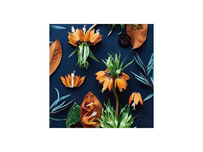 【その他のブランド/Other】のBotanic Fritillaria / ボタニック フリチラリア スクエア インテリア・キッズ・メンズ・レディースファッション・服の通販 founy(ファウニー) https://founy.com/ 送料無料 Free Shipping オレンジ Orange スクエア Square, Square Shape フラワー Flower, Floral 軽量 Lightweight, Ultra Light |ID: prp329100004945770 ipo3291000000037120919
