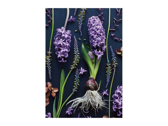 【その他のブランド/Other】のBotanic Hyacinth / ボタニック ヒアシンス レクタングルXL インテリア・キッズ・メンズ・レディースファッション・服の通販 founy(ファウニー) https://founy.com/ 送料無料 Free Shipping 軽量 Lightweight, Ultra Light |ID: prp329100004945771 ipo3291000000037120926