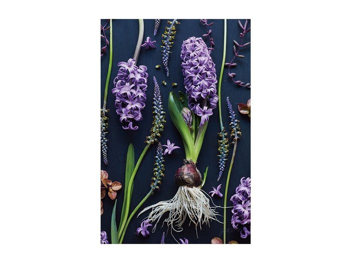 【その他のブランド/Other】のBotanic Hyacinth / ボタニック ヒアシンス レクタングルLL インテリア・キッズ・メンズ・レディースファッション・服の通販 founy(ファウニー) https://founy.com/ 送料無料 Free Shipping 軽量 Lightweight, Ultra Light |ID: prp329100004945772 ipo3291000000037120932