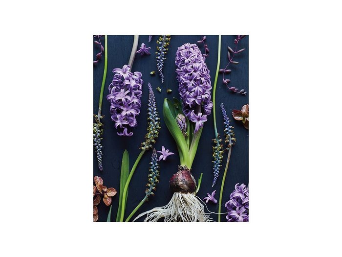 【その他のブランド/Other】のBotanic Hyacinth / ボタニック ヒアシンス レクタングルM インテリア・キッズ・メンズ・レディースファッション・服の通販 founy(ファウニー) https://founy.com/ 送料無料 Free Shipping 軽量 Lightweight, Ultra Light |ID: prp329100004945774 ipo3291000000037120946