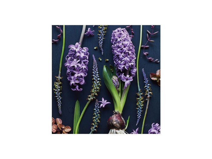 【その他のブランド/Other】のBotanic Hyacinth / ボタニック ヒアシンス スクエア インテリア・キッズ・メンズ・レディースファッション・服の通販 founy(ファウニー) https://founy.com/ 送料無料 Free Shipping スクエア Square, Square Shape 軽量 Lightweight, Ultra Light |ID: prp329100004945775 ipo3291000000037120953