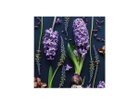 【その他のブランド/Other】のBotanic Hyacinth / ボタニック ヒアシンス スクエア -|ID: prp329100004945775 ipo3291000000037120954