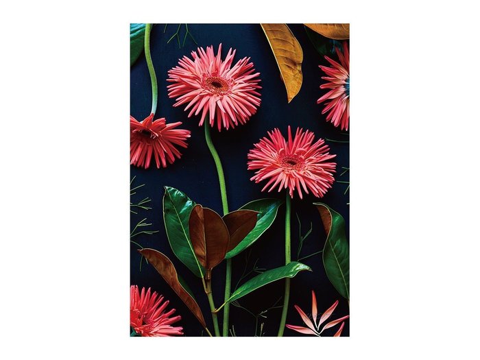 【その他のブランド/Other】のBotanic Daisy / ボタニック デイジー レクタングルXL インテリア・キッズ・メンズ・レディースファッション・服の通販 founy(ファウニー) https://founy.com/ 送料無料 Free Shipping クラシカル Classical, Vintage-Inspired モダン Modern, Contemporary 軽量 Lightweight, Ultra Light |ID: prp329100004945776 ipo3291000000037120960