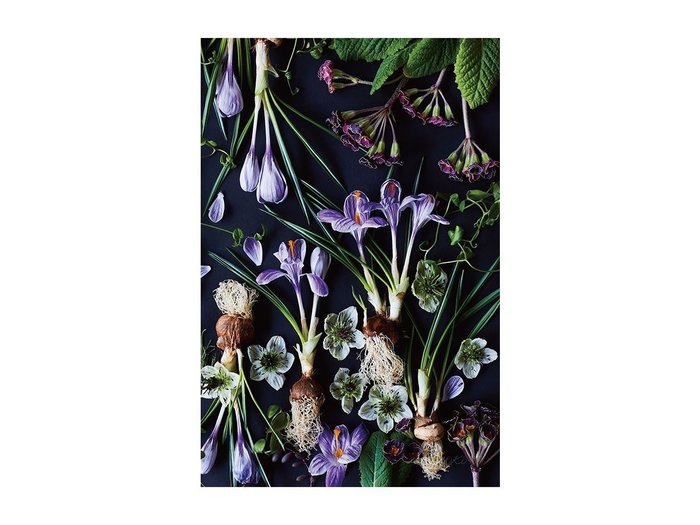 【その他のブランド/Other】のBotanic Crocus / ボタニック クロッカス レクタングルLL インテリア・キッズ・メンズ・レディースファッション・服の通販 founy(ファウニー) https://founy.com/ 送料無料 Free Shipping 軽量 Lightweight, Ultra Light |ID: prp329100004945780 ipo3291000000037120989