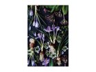 【その他のブランド/Other】のBotanic Crocus / ボタニック クロッカス レクタングルLL -|ID: prp329100004945780 ipo3291000000037120990
