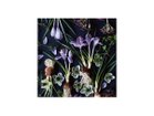 【その他のブランド/Other】のBotanic Crocus / ボタニック クロッカス スクエア -|ID: prp329100004945783 ipo3291000000037121009