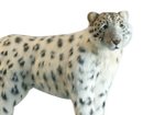 【ハンサ/HANSA / GOODS】のSNOW LEOPARD STANDING / ユキヒョウ 122 ハンドメイドならではの個性と愛嬌のある表情が魅力です。|ID: prp329100004945789 ipo3291000000037121032