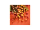 【その他のブランド/Other】のFood inspiered Eat Me / フードインスパイアード イートミー スクエア -|ID: prp329100004945846 ipo3291000000037121271