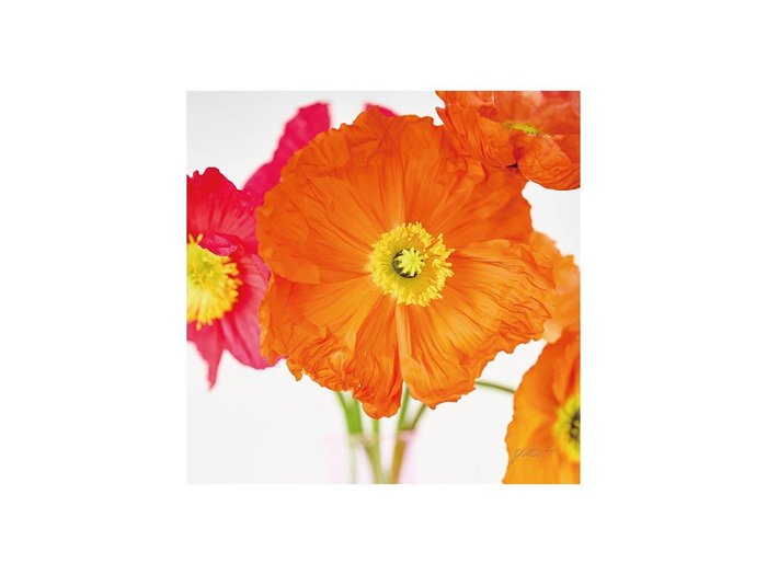 【その他のブランド/Other】のPastel Bloom Orange Poppy / パステルブルーム オレンジポピー インテリア・キッズ・メンズ・レディースファッション・服の通販 founy(ファウニー) https://founy.com/ 送料無料 Free Shipping ペーパー Paper, Kraft Paper 軽量 Lightweight, Ultra Light |ID: prp329100004945985 ipo3291000000037122078