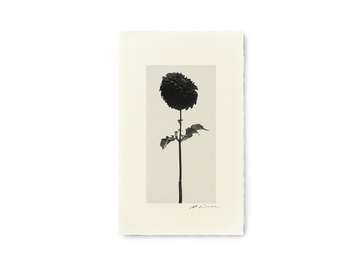 【アイグレボゥ/IGREBOW / GOODS】のダリア / ダリア 1 × 2[ F-612-18 ] インテリア・キッズ・メンズ・レディースファッション・服の通販 founy(ファニー) 　送料無料　Free Shipping　フラット　Flat, Flat Shoes　プリント　Print, Printed Pattern　モダン　Modern, Contemporary　ランダム　Random, Irregular　額装タイプ:手漉き和紙額装|ID: prp329100004945993 ipo3291000000037122109