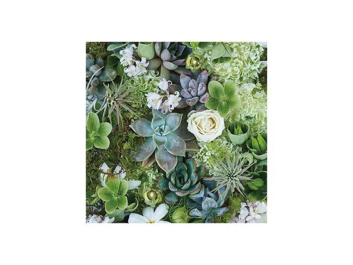 【その他のブランド/Other】のBotanic Succulents / ボタニック サキュレント スクエア インテリア・キッズ・メンズ・レディースファッション・服の通販 founy(ファウニー) https://founy.com/ 送料無料 Free Shipping スクエア Square, Square Shape リーフ Leaf, Botanical Leaf 軽量 Lightweight, Ultra Light |ID: prp329100004946008 ipo3291000000037122171