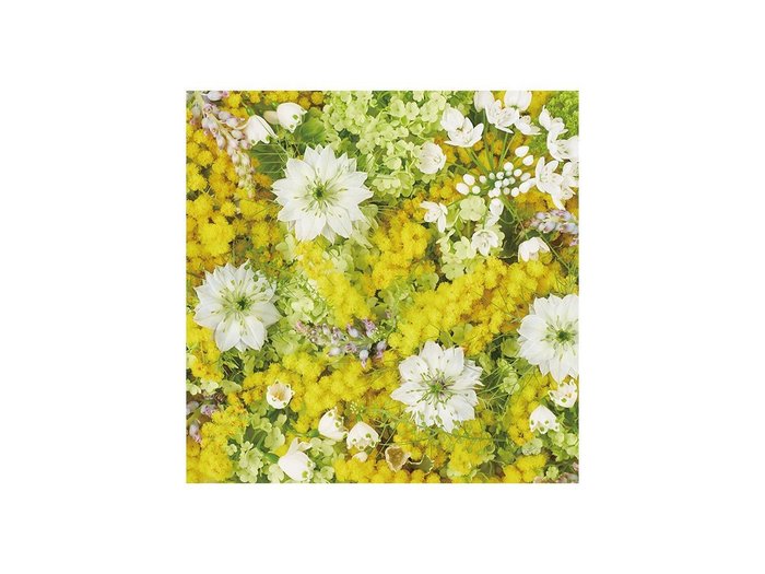 【その他のブランド/Other】のPastel Bloom Mimosa Yellow / パステルブルーム ミモザ スクエア インテリア・キッズ・メンズ・レディースファッション・服の通販 founy(ファウニー) https://founy.com/ 送料無料 Free Shipping スクエア Square, Square Shape 春 Spring 軽量 Lightweight, Ultra Light |ID: prp329100004946084 ipo3291000000037122564
