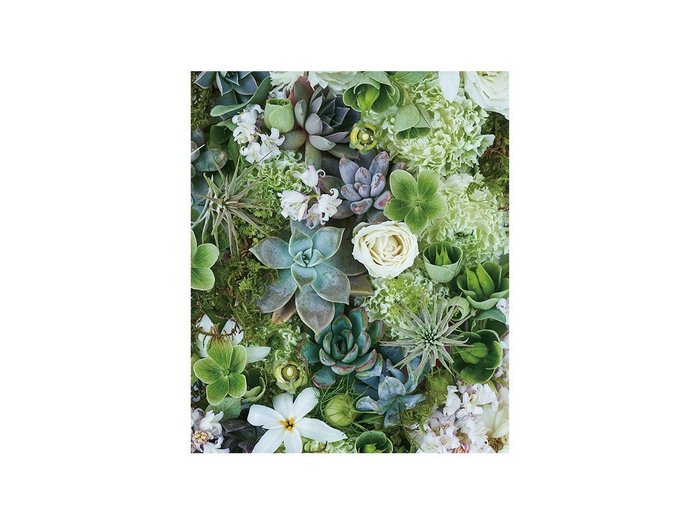 【その他のブランド/Other】のBotanic Succulents / ボタニック サキュレント レクタングルM インテリア・キッズ・メンズ・レディースファッション・服の通販 founy(ファウニー) https://founy.com/ 送料無料 Free Shipping リーフ Leaf, Botanical Leaf 軽量 Lightweight, Ultra Light |ID: prp329100004946110 ipo3291000000037122667