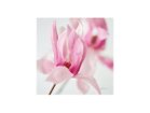 【その他のブランド/Other】のPastel Bloom Magnolia / パステルブルーム マグノリア -|ID: prp329100004946134 ipo3291000000037122883