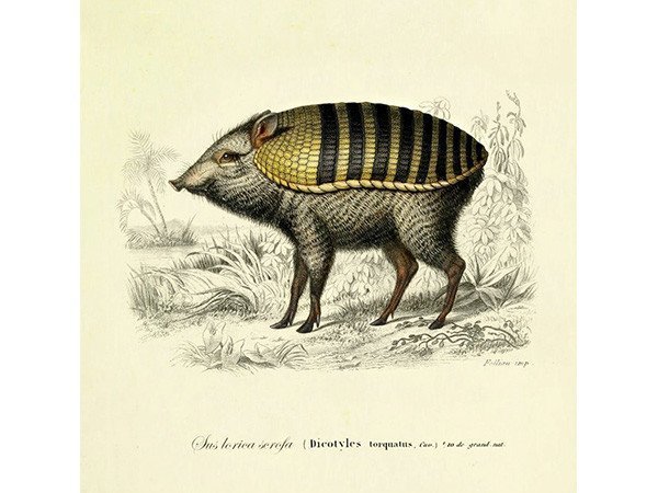 【モーイ/moooi / GOODS】のExtinct Animal Rug ARMOURED BOAR / アーマードボア インテリア・キッズ・メンズ・レディースファッション・服の通販 founy(ファニー) 　コレクション　Collection, Seasonal Line　モチーフ　Motif, Design Theme　送料無料　Free Shipping　ホーム・キャンプ・アウトドア・お取り寄せ　Home Living / Home & Lifestyle / Camping Gear / Outdoor Camping　家具・インテリア　Home Furniture & Interior. Stylish & Functional Living Spaces　その他 インテリア雑貨、家具　Home Decor & Furniture Extras　アーマードボア|ID: prp329100004946201 ipo3291000000037123194