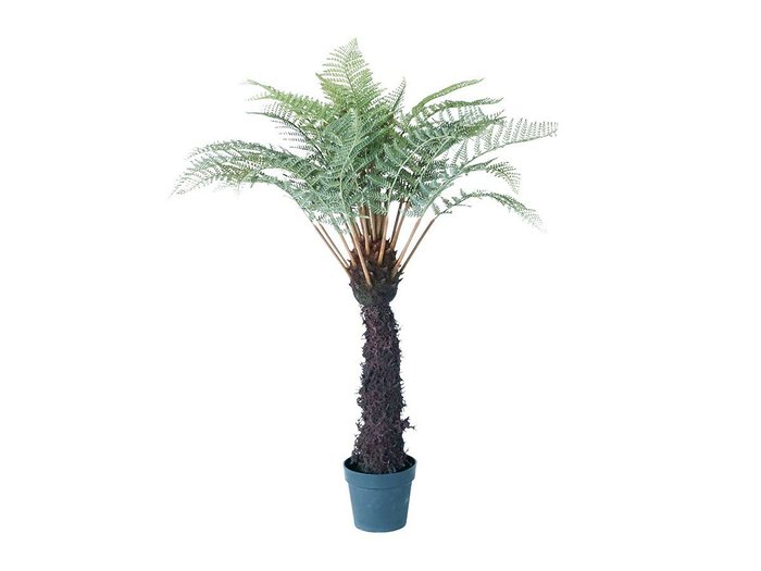 【ブラウン/BROWN / GOODS】のDicksonia Pot / ディクソニア ポット 122 インテリア・キッズ・メンズ・レディースファッション・服の通販 founy(ファニー) https://founy.com/ 送料無料 Free Shipping おすすめ Recommended / Our Picks ホーム・キャンプ・アウトドア・お取り寄せ Home Living / Home & Lifestyle / Camping Gear / Outdoor Camping 家具・インテリア Home Furniture & Interior. Stylish & Functional Living Spaces その他 インテリア雑貨、家具 Home Decor & Furniture Extras |ID: prp329100004947807 ipo3291000000037130373