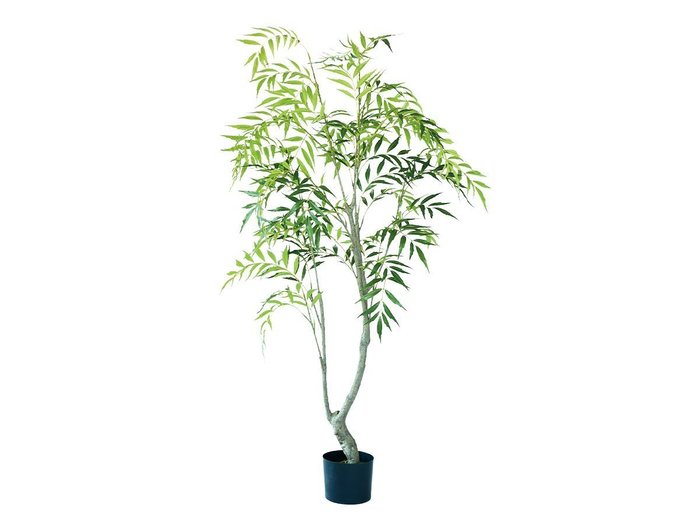 【ブラウン/BROWN / GOODS】のChinese Mahonia Pot / マホニア コンフューサ ポット 150 インテリア・キッズ・メンズ・レディースファッション・服の通販 founy(ファニー) https://founy.com/ 送料無料 Free Shipping おすすめ Recommended / Our Picks ホーム・キャンプ・アウトドア・お取り寄せ Home Living / Home & Lifestyle / Camping Gear / Outdoor Camping 家具・インテリア Home Furniture & Interior. Stylish & Functional Living Spaces その他 インテリア雑貨、家具 Home Decor & Furniture Extras |ID: prp329100004947821 ipo3291000000037130475