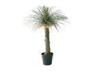 【ブラウン/BROWN / GOODS】のYucca Rostrata Pot / ユッカ ロストラータ ポット 94 -|ID: prp329100004947827 ipo3291000000037130496