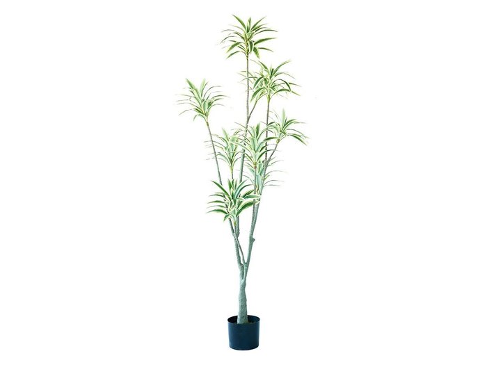 【ブラウン/BROWN / GOODS】のSong of Jamaica Pot / ソングオブジャマイカ ポット 150 インテリア・キッズ・メンズ・レディースファッション・服の通販 founy(ファニー) https://founy.com/ 送料無料 Free Shipping おすすめ Recommended / Our Picks ホーム・キャンプ・アウトドア・お取り寄せ Home Living / Home & Lifestyle / Camping Gear / Outdoor Camping 家具・インテリア Home Furniture & Interior. Stylish & Functional Living Spaces その他 インテリア雑貨、家具 Home Decor & Furniture Extras |ID: prp329100004947843 ipo3291000000037130563