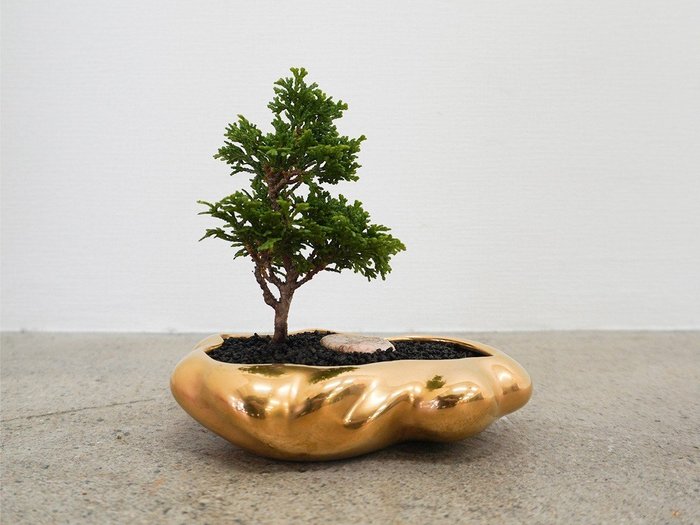 【ココン ボンサイ/KOKON BONSAI / GOODS】の浮雲 - UKIGUMO / 浮雲(メッキ塗装)+ 盆栽 津山桧 インテリア・キッズ・メンズ・レディースファッション・服の通販 founy(ファニー) https://founy.com/ 春 Spring バケツ Bucket, Bucket Style モダン Modern, Contemporary 冬 Winter / This Winter S/S・春夏 SS, Spring/Summer, Warm Season 送料無料 Free Shipping おすすめ Recommended / Our Picks 夏 Summer ホーム・キャンプ・アウトドア・お取り寄せ Home Living / Home & Lifestyle / Camping Gear / Outdoor Camping 家具・インテリア Home Furniture & Interior. Stylish & Functional Living Spaces その他 インテリア雑貨、家具 Home Decor & Furniture Extras |ID: prp329100004947850 ipo3291000000037130587