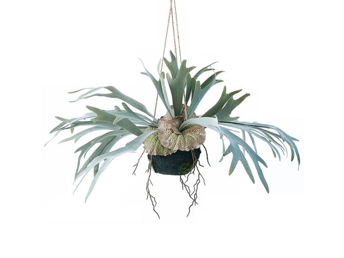 【ブラウン/BROWN / GOODS】のStaghorn Fern Hanging Ball / ビカクシダ ハンギングボール 46 インテリア・キッズ・メンズ・レディースファッション・服の通販 founy(ファニー) https://founy.com/ 送料無料 Free Shipping おすすめ Recommended / Our Picks リラックス Relax, Relaxed Fit ホーム・キャンプ・アウトドア・お取り寄せ Home Living / Home & Lifestyle / Camping Gear / Outdoor Camping 家具・インテリア Home Furniture & Interior. Stylish & Functional Living Spaces その他 インテリア雑貨、家具 Home Decor & Furniture Extras |ID: prp329100004947856 ipo3291000000037130632