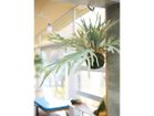【ブラウン/BROWN / GOODS】のStaghorn Fern Hanging Ball / ビカクシダ ハンギングボール 46 参考イメージ|ID: prp329100004947856 ipo3291000000037130634