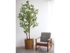 【ブラウン/BROWN / GOODS】のFicus benjamina Pot / 斑入りベンジャミン ポット 150 参考イメージ|ID: prp329100004947866 ipo3291000000037130699