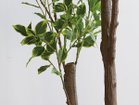 【ブラウン/BROWN / GOODS】のFicus benjamina Pot / 斑入りベンジャミン ポット 150 参考イメージ|ID: prp329100004947866 ipo3291000000037130702