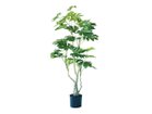 【ブラウン/BROWN / GOODS】のJapanese Aralia Pot / ヤツデ ポット 145 -|ID: prp329100004947867 ipo3291000000037130704