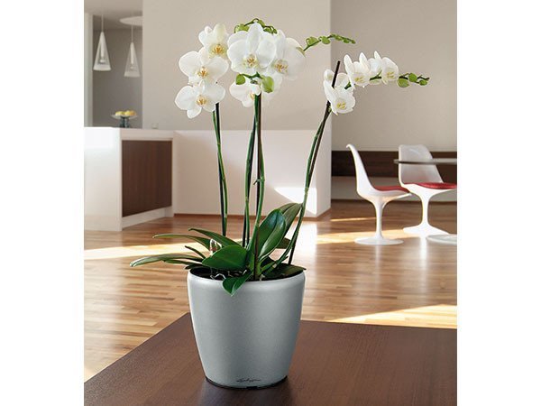 【レチューザ/Lechuza / GOODS】のClassico JOKER 21 / クラシコ・ジョーカー21 底面灌水セット付 インテリア・キッズ・メンズ・レディースファッション・服の通販 founy(ファニー) https://founy.com/ シンプル Simple, Minimal ライナー Liner, Inner Layer 送料無料 Free Shipping おすすめ Recommended / Our Picks ホーム・キャンプ・アウトドア・お取り寄せ Home Living / Home & Lifestyle / Camping Gear / Outdoor Camping 家具・インテリア Home Furniture & Interior. Stylish & Functional Living Spaces その他 インテリア雑貨、家具 Home Decor & Furniture Extras |ID: prp329100004947881 ipo3291000000037130821