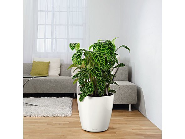 【レチューザ/Lechuza / GOODS】のClassico JOKER 50 / クラシコ・ジョーカー50 底面灌水セット付 インテリア・キッズ・メンズ・レディースファッション・服の通販 founy(ファニー) 　ライナー　Liner, Inner Layer　送料無料　Free Shipping　おすすめ　Recommended / Our Picks　ホーム・キャンプ・アウトドア・お取り寄せ　Home Living / Home & Lifestyle / Camping Gear / Outdoor Camping　家具・インテリア　Home Furniture & Interior. Stylish & Functional Living Spaces　その他 インテリア雑貨、家具　Home Decor & Furniture Extras　|ID: prp329100004947888 ipo3291000000037130875