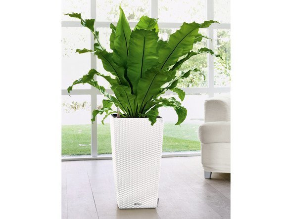 【レチューザ/Lechuza / GOODS】のCottage 40 / コテージ 40 底面灌水セット付 インテリア・キッズ・メンズ・レディースファッション・服の通販 founy(ファニー) 　スリム　Slim, Slim Fit　ライナー　Liner, Inner Layer　送料無料　Free Shipping　おすすめ　Recommended / Our Picks　ホーム・キャンプ・アウトドア・お取り寄せ　Home Living / Home & Lifestyle / Camping Gear / Outdoor Camping　家具・インテリア　Home Furniture & Interior. Stylish & Functional Living Spaces　その他 インテリア雑貨、家具　Home Decor & Furniture Extras　|ID: prp329100004947890 ipo3291000000037130905