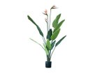 【ブラウン/BROWN / GOODS】のStrelitzia Pot / ストレリチア ポット 126 -|ID: prp329100004947923 ipo3291000000037131025