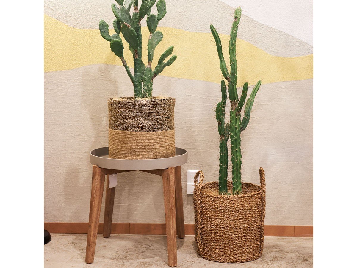 【ブラウン/BROWN / GOODS】のColumn Cactus Pot / 柱サボテン ポット 118 インテリア・キッズ・メンズ・レディースファッション・服の通販 founy(ファニー) 　送料無料　Free Shipping　おすすめ　Recommended / Our Picks　ホーム・キャンプ・アウトドア・お取り寄せ　Home Living / Home & Lifestyle / Camping Gear / Outdoor Camping　家具・インテリア　Home Furniture & Interior. Stylish & Functional Living Spaces　その他 インテリア雑貨、家具　Home Decor & Furniture Extras　左:ウチワサボテン ポット 100、右:本商品|ID: prp329100004947927 ipo3291000000037131039