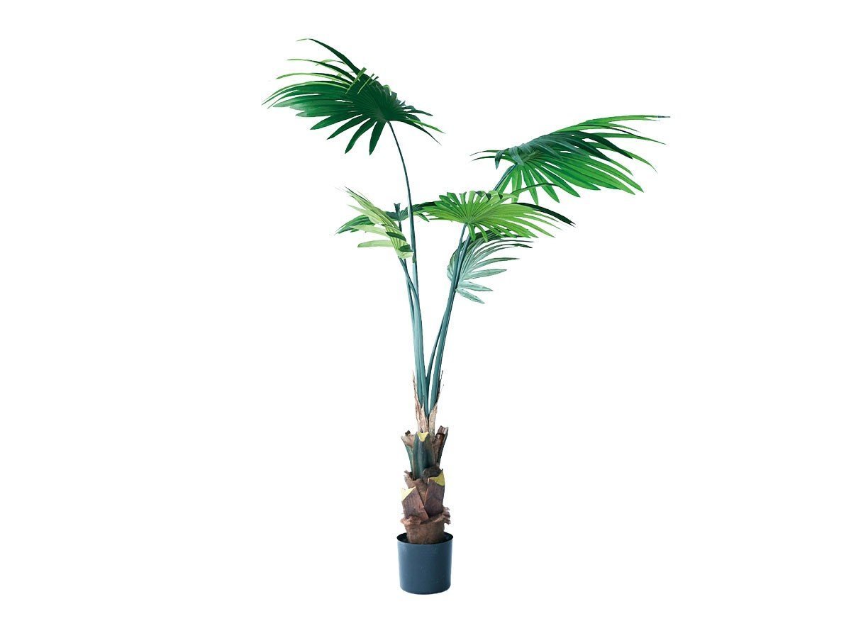 【ブラウン/BROWN / GOODS】のRhapis humilis Pot / シュロチク ポット 120 インテリア・キッズ・メンズ・レディースファッション・服の通販 founy(ファニー) 　送料無料　Free Shipping　おすすめ　Recommended / Our Picks　ホーム・キャンプ・アウトドア・お取り寄せ　Home Living / Home & Lifestyle / Camping Gear / Outdoor Camping　家具・インテリア　Home Furniture & Interior. Stylish & Functional Living Spaces　その他 インテリア雑貨、家具　Home Decor & Furniture Extras　-|ID: prp329100004947929 ipo3291000000037131045