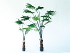 【ブラウン/BROWN / GOODS】のRhapis humilis Pot / シュロチク ポット 120 サイズ展開がありますので、鉢や設置場所、空間に合わせてお選びいただけます。左:本商品|ID: prp329100004947929 ipo3291000000037131046