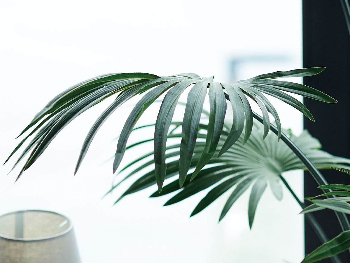 【ブラウン/BROWN / GOODS】のRhapis humilis Pot / シュロチク ポット 120 インテリア・キッズ・メンズ・レディースファッション・服の通販 founy(ファニー) 　送料無料　Free Shipping　おすすめ　Recommended / Our Picks　ホーム・キャンプ・アウトドア・お取り寄せ　Home Living / Home & Lifestyle / Camping Gear / Outdoor Camping　家具・インテリア　Home Furniture & Interior. Stylish & Functional Living Spaces　その他 インテリア雑貨、家具　Home Decor & Furniture Extras　参考イメージ|ID: prp329100004947929 ipo3291000000037131048