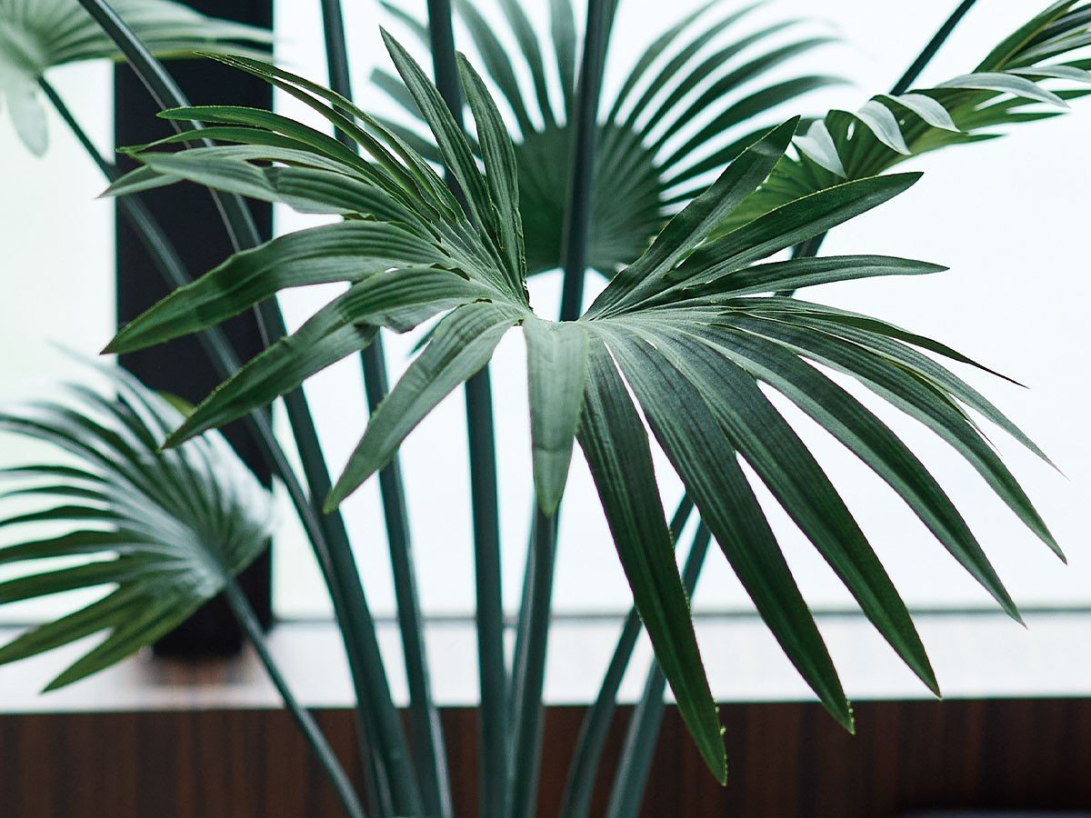 【ブラウン/BROWN / GOODS】のRhapis humilis Pot / シュロチク ポット 120 インテリア・キッズ・メンズ・レディースファッション・服の通販 founy(ファニー) 　送料無料　Free Shipping　おすすめ　Recommended / Our Picks　ホーム・キャンプ・アウトドア・お取り寄せ　Home Living / Home & Lifestyle / Camping Gear / Outdoor Camping　家具・インテリア　Home Furniture & Interior. Stylish & Functional Living Spaces　その他 インテリア雑貨、家具　Home Decor & Furniture Extras　参考イメージ|ID: prp329100004947929 ipo3291000000037131050