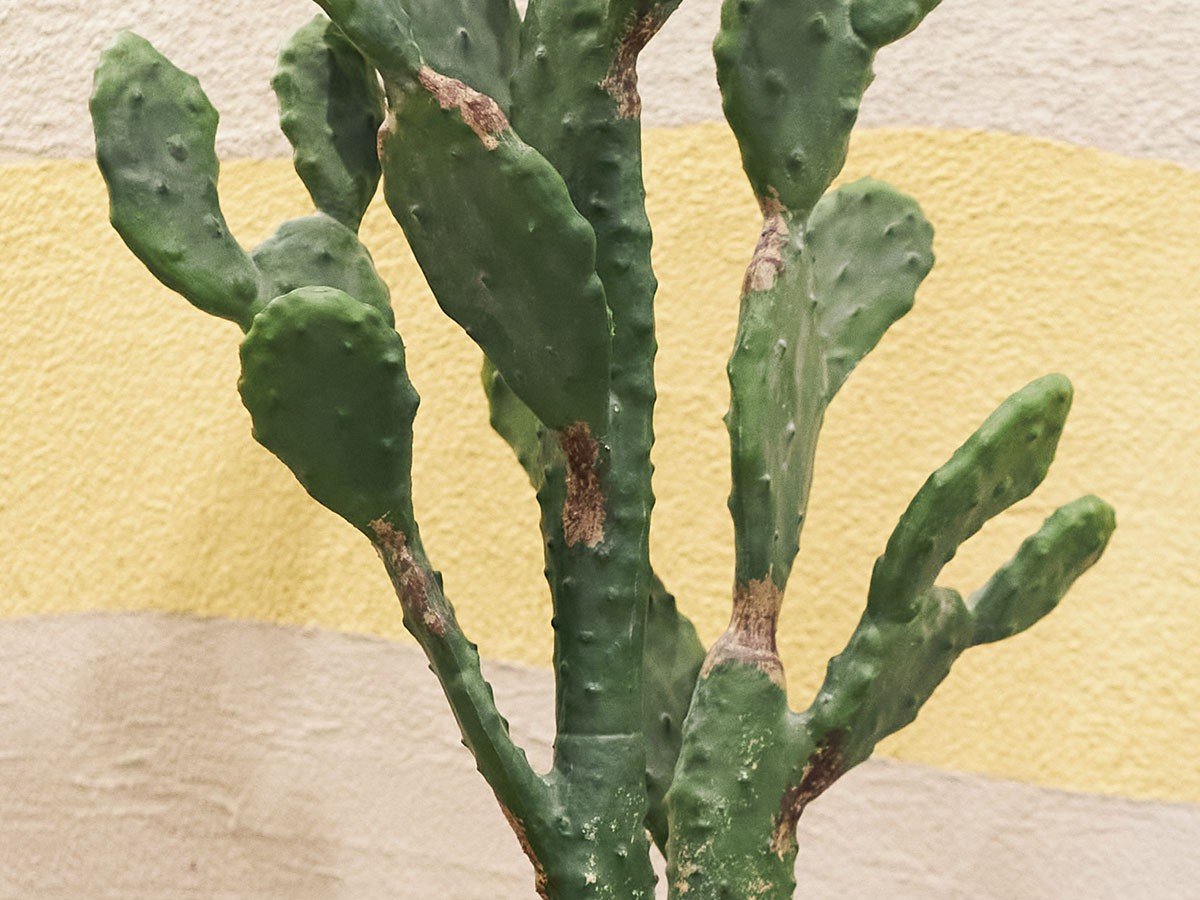 【ブラウン/BROWN / GOODS】のPrickly Pear Cactus Pot / ウチワサボテン ポット 130 インテリア・キッズ・メンズ・レディースファッション・服の通販 founy(ファニー) 　送料無料　Free Shipping　おすすめ　Recommended / Our Picks　ホーム・キャンプ・アウトドア・お取り寄せ　Home Living / Home & Lifestyle / Camping Gear / Outdoor Camping　家具・インテリア　Home Furniture & Interior. Stylish & Functional Living Spaces　その他 インテリア雑貨、家具　Home Decor & Furniture Extras　参考イメージ|ID: prp329100004947930 ipo3291000000037131057