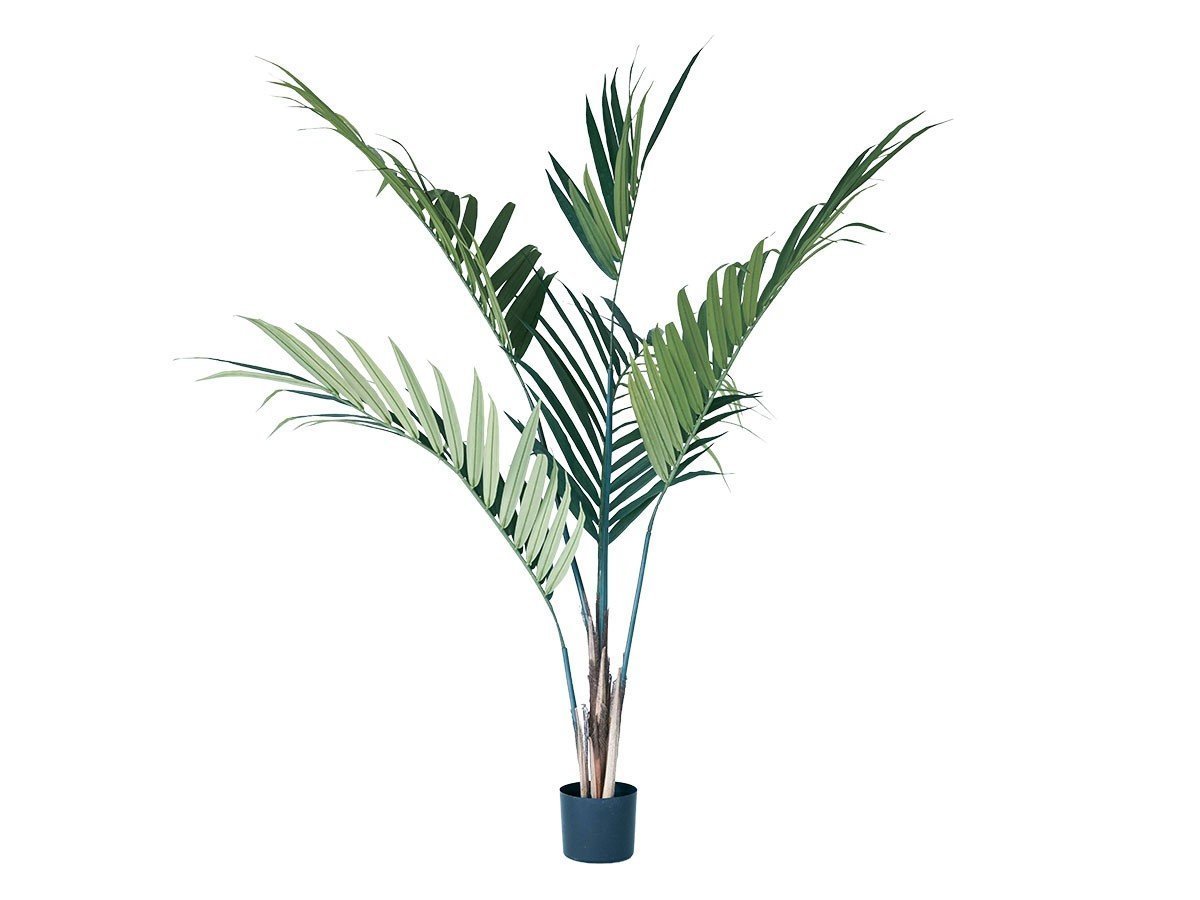 【ブラウン/BROWN / GOODS】のKentia Palm Pot / ケンチャヤシ ポット 152 人気、トレンドファッション・服の通販 founy(ファニー) 　送料無料　Free Shipping　おすすめ　Recommended / Our Picks　ホーム・キャンプ・アウトドア・お取り寄せ　Home Living / Home & Lifestyle / Camping Gear / Outdoor Camping　家具・インテリア　Home Furniture & Interior. Stylish & Functional Living Spaces　その他 インテリア雑貨、家具　Home Decor & Furniture Extras　 other-1|ID: prp329100004947933 ipo3291000000037131064