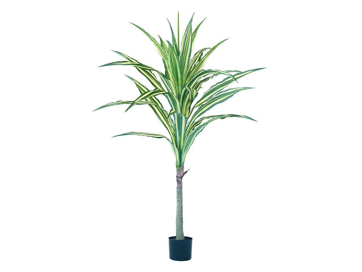 【ブラウン/BROWN / GOODS】のDracaena Warneckii Pot / ドラセナ ワーネッキー ポット 150 インテリア・キッズ・メンズ・レディースファッション・服の通販 founy(ファニー) 　送料無料　Free Shipping　おすすめ　Recommended / Our Picks　ホーム・キャンプ・アウトドア・お取り寄せ　Home Living / Home & Lifestyle / Camping Gear / Outdoor Camping　家具・インテリア　Home Furniture & Interior. Stylish & Functional Living Spaces　その他 インテリア雑貨、家具　Home Decor & Furniture Extras　-|ID: prp329100004947934 ipo3291000000037131067