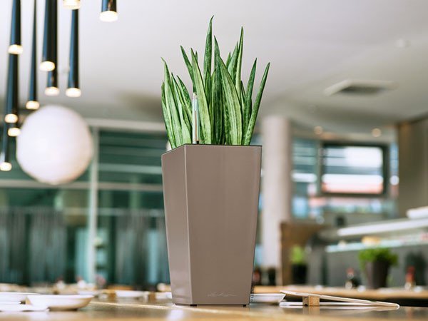 【レチューザ/Lechuza / GOODS】のMax Cubi / マックスキュービ 底面灌水セット付 人気、トレンドファッション・服の通販 founy(ファニー) 　デスク　Desk, Work Desk　ライナー　Liner, Inner Layer　おすすめ　Recommended / Our Picks　ホーム・キャンプ・アウトドア・お取り寄せ　Home Living / Home & Lifestyle / Camping Gear / Outdoor Camping　家具・インテリア　Home Furniture & Interior. Stylish & Functional Living Spaces　その他 インテリア雑貨、家具　Home Decor & Furniture Extras　 other-1|ID: prp329100004947955 ipo3291000000037131176