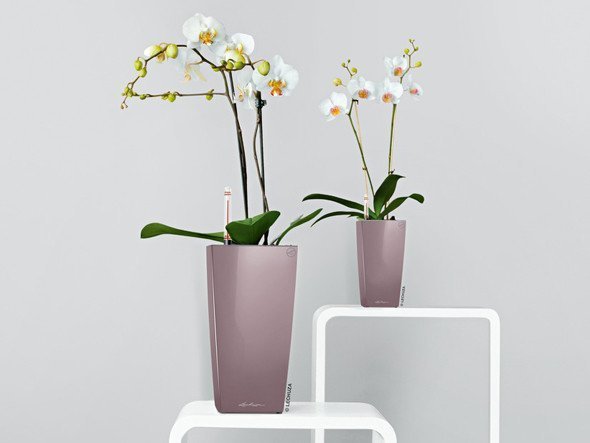 【レチューザ/Lechuza / GOODS】のMax Cubi / マックスキュービ 底面灌水セット付 インテリア・キッズ・メンズ・レディースファッション・服の通販 founy(ファニー) 　デスク　Desk, Work Desk　ライナー　Liner, Inner Layer　おすすめ　Recommended / Our Picks　ホーム・キャンプ・アウトドア・お取り寄せ　Home Living / Home & Lifestyle / Camping Gear / Outdoor Camping　家具・インテリア　Home Furniture & Interior. Stylish & Functional Living Spaces　その他 インテリア雑貨、家具　Home Decor & Furniture Extras　パステルバイオレット(クリアカラー)|ID: prp329100004947955 ipo3291000000037131188