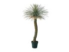 【ブラウン/BROWN / GOODS】のYucca Rostrata Pot / ユッカ ロストラータ ポット 120 -|ID: prp329100004947971 ipo3291000000037131264