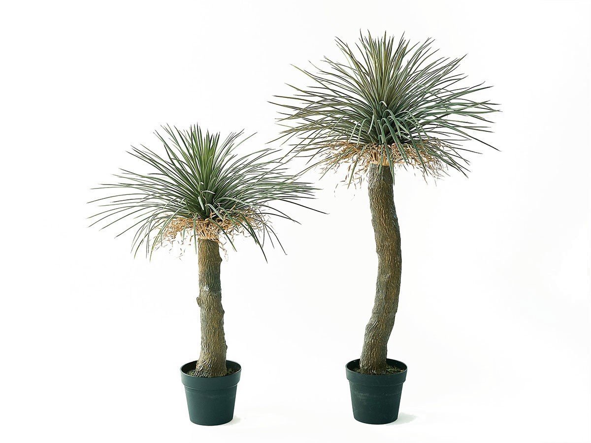 【ブラウン/BROWN / GOODS】のYucca Rostrata Pot / ユッカ ロストラータ ポット 120 インテリア・キッズ・メンズ・レディースファッション・服の通販 founy(ファニー) 　送料無料　Free Shipping　おすすめ　Recommended / Our Picks　ホーム・キャンプ・アウトドア・お取り寄せ　Home Living / Home & Lifestyle / Camping Gear / Outdoor Camping　家具・インテリア　Home Furniture & Interior. Stylish & Functional Living Spaces　その他 インテリア雑貨、家具　Home Decor & Furniture Extras　サイズ展開がありますので、鉢や設置場所、空間に合わせてお選びいただけます。左:高さ9|ID: prp329100004947971 ipo3291000000037131265