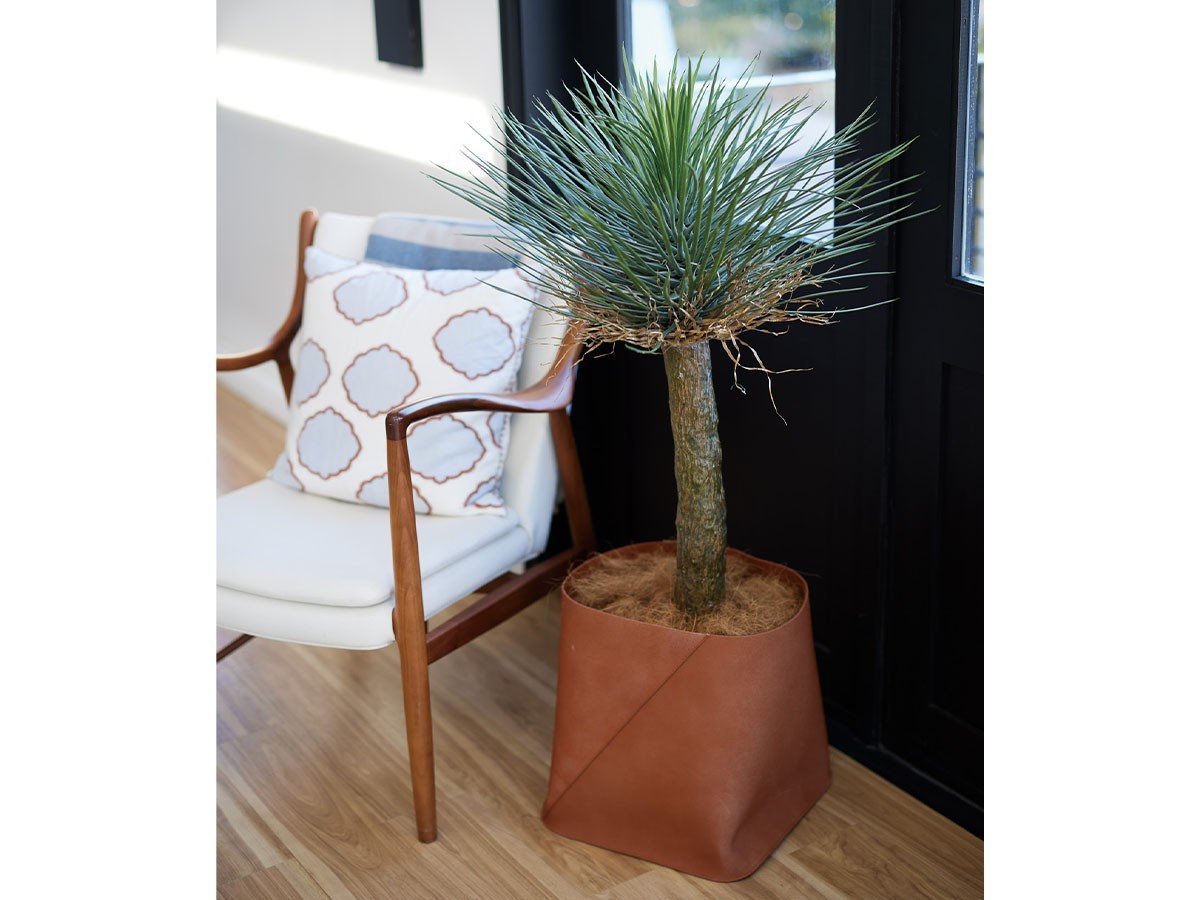 【ブラウン/BROWN / GOODS】のYucca Rostrata Pot / ユッカ ロストラータ ポット 120 インテリア・キッズ・メンズ・レディースファッション・服の通販 founy(ファニー) 　送料無料　Free Shipping　おすすめ　Recommended / Our Picks　ホーム・キャンプ・アウトドア・お取り寄せ　Home Living / Home & Lifestyle / Camping Gear / Outdoor Camping　家具・インテリア　Home Furniture & Interior. Stylish & Functional Living Spaces　その他 インテリア雑貨、家具　Home Decor & Furniture Extras　参考イメージ|ID: prp329100004947971 ipo3291000000037131266