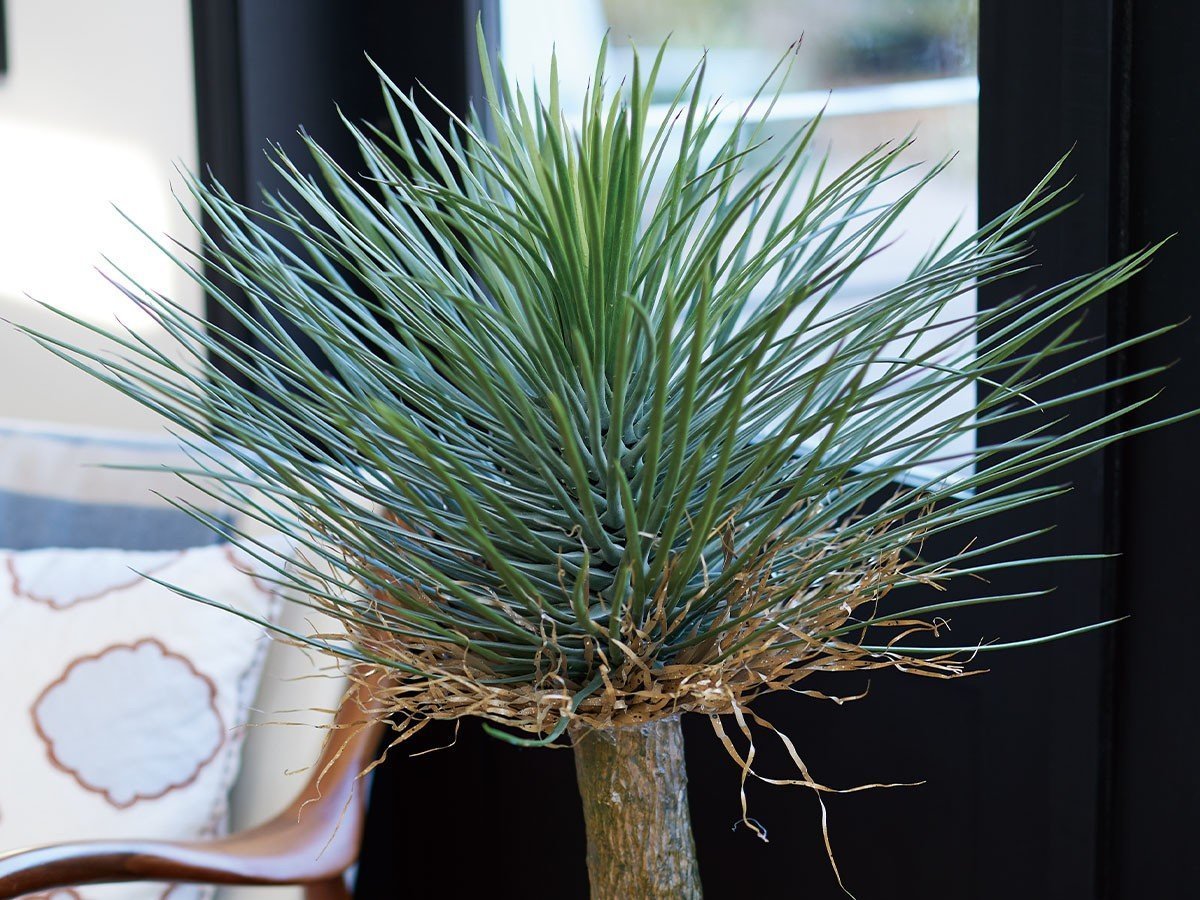 【ブラウン/BROWN / GOODS】のYucca Rostrata Pot / ユッカ ロストラータ ポット 120 インテリア・キッズ・メンズ・レディースファッション・服の通販 founy(ファニー) 　送料無料　Free Shipping　おすすめ　Recommended / Our Picks　ホーム・キャンプ・アウトドア・お取り寄せ　Home Living / Home & Lifestyle / Camping Gear / Outdoor Camping　家具・インテリア　Home Furniture & Interior. Stylish & Functional Living Spaces　その他 インテリア雑貨、家具　Home Decor & Furniture Extras　参考イメージ|ID: prp329100004947971 ipo3291000000037131267